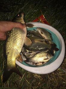 鲤鱼小姐,传奇女性的传奇人生