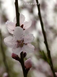 人面桃花笑春风,春日里的浪漫邂逅